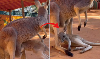 お母さんのお腹の袋にうまく入れない赤ちゃんカンガルー。奮闘するその姿に声援を送りたくなる！！【アメリカ・動画】