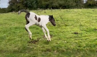 軽快に走る子馬の身にまさかのハプニング発生！？それもあってしょんぼりしてしまったようです・・
