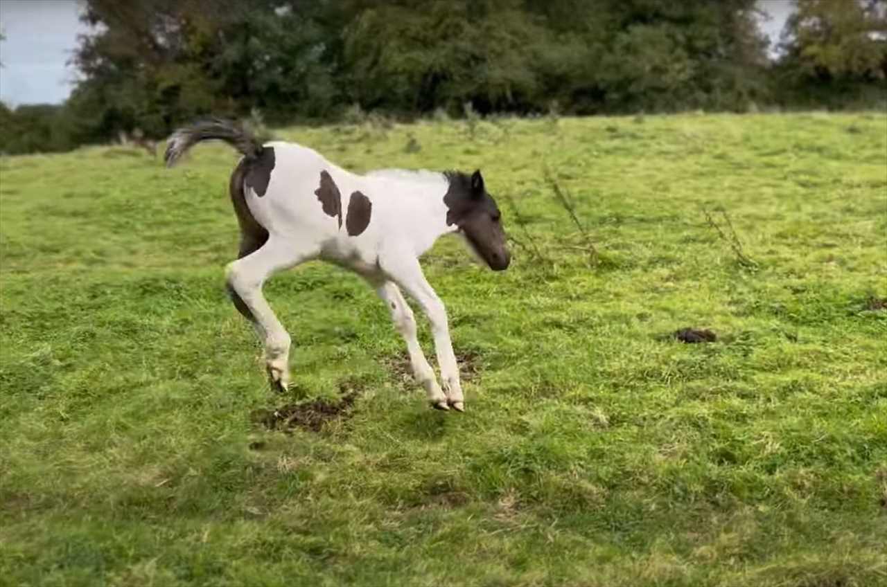 軽快に走る子馬の身にまさかのハプニング発生！？それもあってしょんぼりしてしまったようです・・