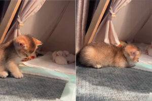 ポカポカなおひさまが気持ちいいのか、ウトウトしている子猫。その奥には抱き合って寝ている赤ちゃんもいてかわいいがいっぱい過ぎる！！