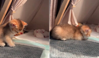 ポカポカなおひさまが気持ちいいのか、ウトウトしている子猫。その奥には抱き合って寝ている赤ちゃんもいてかわいいがいっぱい過ぎる!!