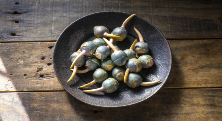 「めが出る」縁起物としておせちに必須とされてきた「くわい」とはどんな食べ物？野菜の一種なの？