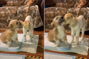 子犬とヤギの赤ちゃんは大の仲良し！子犬と子ヤギがお互いのことをなめあっている姿が愛らしい！！【アメリカ・動画】