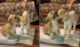子犬とヤギの赤ちゃんは大の仲良し!子犬と子ヤギがお互いのことをなめあっている姿が愛らしい!!【アメリカ・動画】