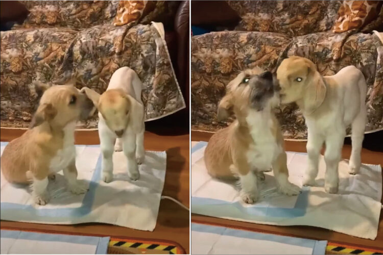 子犬とヤギの赤ちゃんは大の仲良し！子犬と子ヤギがお互いのことをなめあっている姿が愛らしい！！【アメリカ・動画】