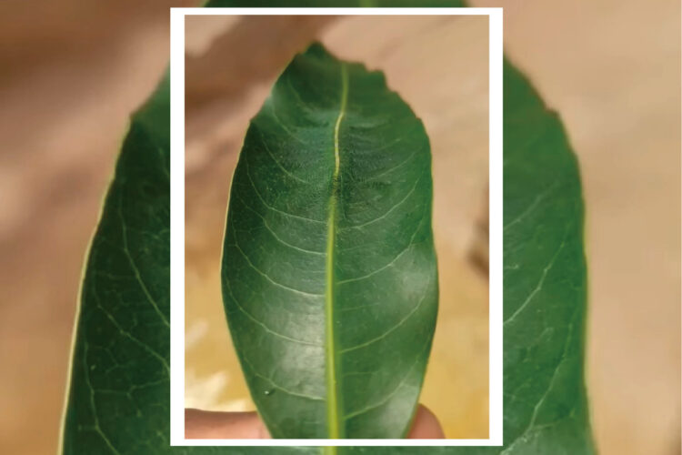 擬態のプロすぎる・・。この葉っぱの上に、『ある虫』がいるのですが・・どこにいるか分かりますか？？