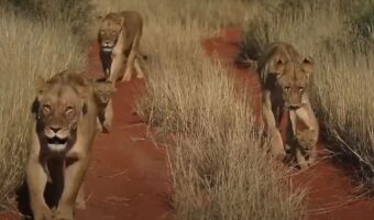 ライオンの赤ちゃんはあんよがまだ苦手？お母さんたちに見守られながら一生懸命に進んでいく姿がとってもかわいい！！