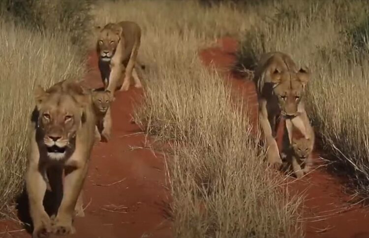 ライオンの赤ちゃんはあんよがまだ苦手？お母さんたちに見守られながら一生懸命に進んでいく姿がとってもかわいい！！