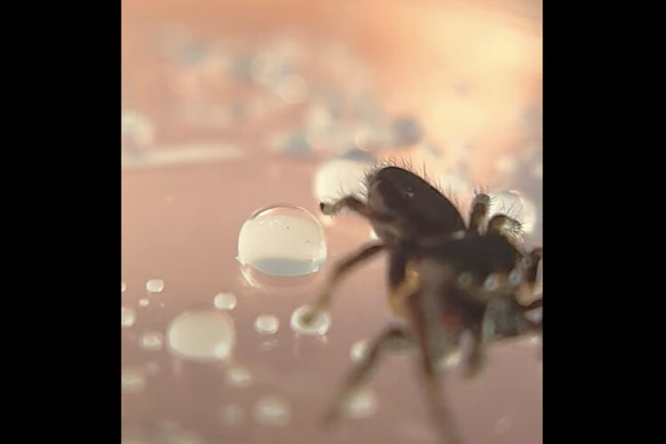 ハエトリグモが水滴で遊んでいる？たくさんある水滴をまとめて大きな水滴にして・・、楽しんでいるように見えます【アメリカ・動画】