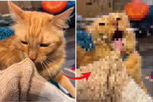 ニットをペロペログルーミングしようとした猫でしたが・・、ザラザラしたその舌だととんでもない事になってしまうみたい！！【アメリカ・動画】