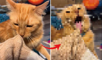 ニットをペロペログルーミングしようとした猫でしたが・・、ザラザラしたその舌だととんでもない事になってしまうみたい!!【アメリカ・動画】