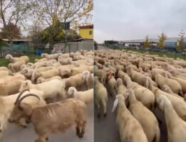 道いっぱいにどこまでも！ヒツジの大規模集団が歩いているその様子は『ヒツジの大河』でもできたみたいです【海外・動画】