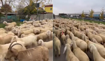 道いっぱいにどこまでも!ヒツジの大規模集団が歩いているその様子は『ヒツジの大河』でもできたみたいです【海外・動画】