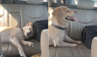 もしかして寝ぼけてる？後部座席でお昼寝していた愛犬が目を覚ましたのですが・・、「ここどこ？」とばかりに周囲をキョロキョロ【海外・動画】