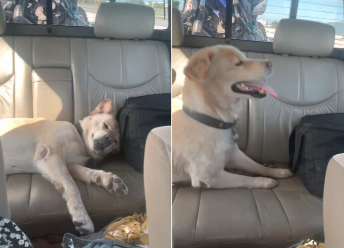 もしかして寝ぼけてる？後部座席でお昼寝していた愛犬が目を覚ましたのですが・・、「ここどこ？」とばかりに周囲をキョロキョロ【海外・動画】