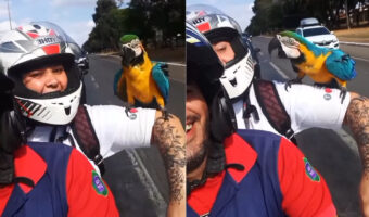 夫婦で仲良くバイクで出勤していたら、コンゴウインコがそばに寄ってきた!この子も一緒にバイクで風を切りたくなったのでしょうか