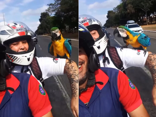 夫婦で仲良くバイクで出勤していたら、コンゴウインコがそばに寄ってきた！この子も一緒にバイクで風を切りたくなったのでしょうか