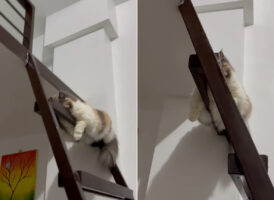 ロフトへの階段で突っ伏している猫。お昼寝しているのかと思い下から覗き込むと、あらビックリ！！【海外・動画】