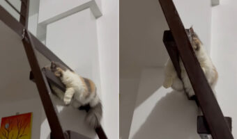 ロフトへの階段で突っ伏している猫。お昼寝しているのかと思い下から覗き込むと、あらビックリ！！【海外・動画】