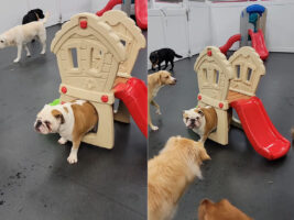 おしりがひっかかった？遊具を引きずるブルドッグは周りの子達に吠えられて戸惑い気味ですが、自分の身に起きている事が分かっていない？