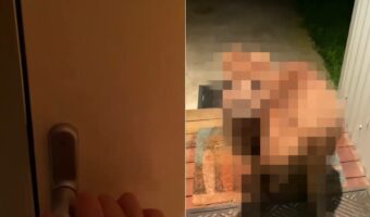 珍客の姿にビックリ!夜、誰か来たのかと玄関のドアを開けるとそこにいたのは・・、ある野生動物だったのです!!