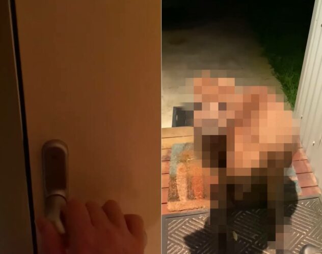珍客の姿にビックリ！夜、誰か来たのかと玄関のドアを開けるとそこにいたのは・・、ある野生動物だったのです！！