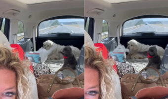 8時間の長距離ドライブ中の車内でバトル勃発！？愛猫たちが牽制の連続パンチをお互いに放っています【アメリカ・動画】