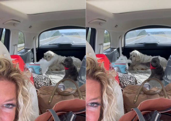 8時間の長距離ドライブ中の車内でバトル勃発！？愛猫たちが牽制の連続パンチをお互いに放っています【アメリカ・動画】