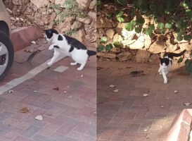 これぞまさに窮鼠猫を噛む！？猫とネズミがバトル中のようですが・・、優勢なのはまさかのネズミのようです