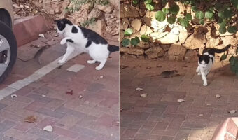 これぞまさに窮鼠猫を噛む！？猫とネズミがバトル中のようですが・・、優勢なのはまさかのネズミのようです