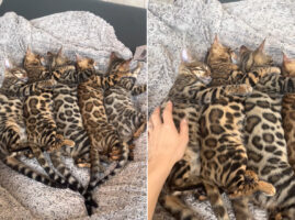 なかよく寝ているベンガルキャットの子猫たち。5匹が並んで寝ている姿が天使のようなかわいさ！！【海外・動画】