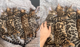 なかよく寝ているベンガルキャットの子猫たち。5匹が並んで寝ている姿が天使のようなかわいさ!!【海外・動画】