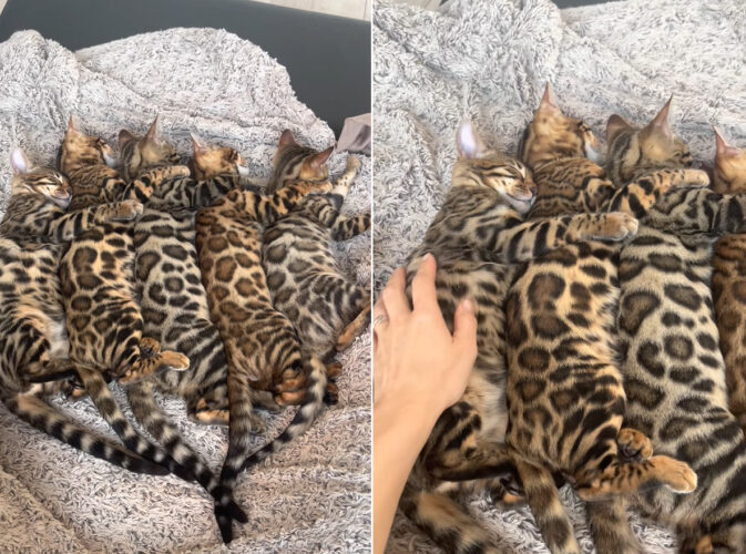 なかよく寝ているベンガルキャットの子猫たち。5匹が並んで寝ている姿が天使のようなかわいさ！！【海外・動画】