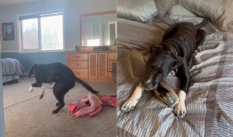 紐をくわえて靴をブンブン。天気が悪いのでお家の中で遊んで過ごしていた子犬。そのイタズラが飼い主さんにバレると・・