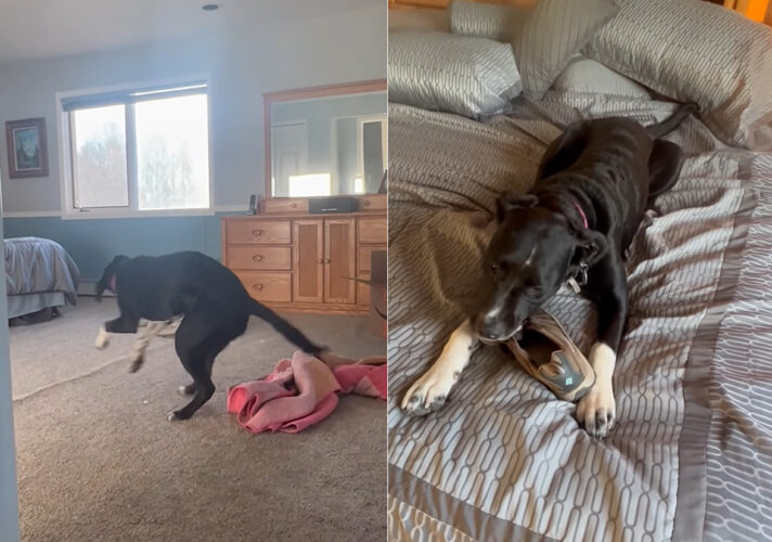 紐をくわえて靴をブンブン。天気が悪いのでお家の中で遊んで過ごしていた子犬。そのイタズラが飼い主さんにバレると・・