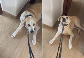 愛犬がお散歩が大嫌い！お外に出るのを嫌がって頑なに動こうとしません。どうやら、お昼寝をして過ごしていたいみたい！！