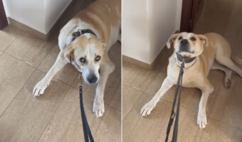 愛犬がお散歩が大嫌い!お外に出るのを嫌がって頑なに動こうとしません。どうやら、お昼寝をして過ごしていたいみたい!!