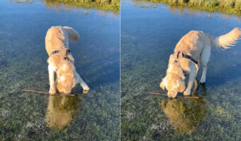 川の中にいい感じの枝を見つけた子犬。なんとかゲットしようと躍起になっていますが、その枝をくわえるのは難しそうだよ??