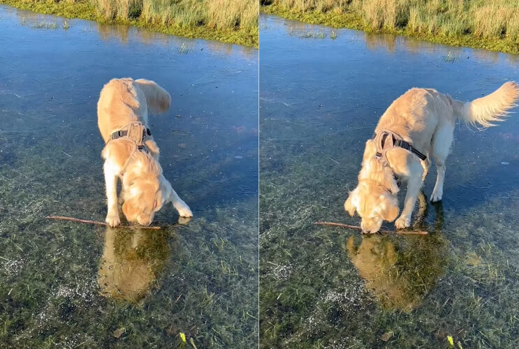 川の中にいい感じの枝を見つけた子犬。なんとかゲットしようと躍起になっていますが、その枝をくわえるのは難しそうだよ？？