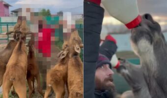これは器用な職人芸!5頭の仔牛に同時にミルクを与える男性。その方法とは!?