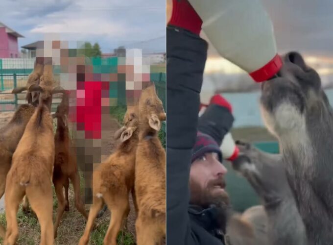 これは器用な職人芸！5頭の仔牛に同時にミルクを与える男性。その方法とは！？