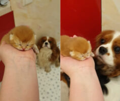 キャバリアたちは子猫が大好き！生まれたばかりの子猫をご紹介したところ・・、さっそく大好きになったみたい！！