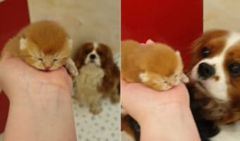キャバリアたちは子猫が大好き!生まれたばかりの子猫をご紹介したところ・・、さっそく大好きになったみたい!!