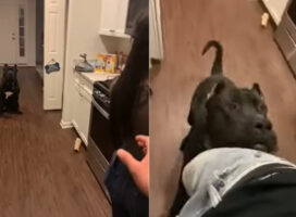 子犬はママさん専属のボディーガード！？パパさんが手を伸ばしたのをママさんの危機と感じたらしく・・