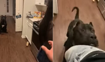 子犬はママさん専属のボディーガード！？パパさんが手を伸ばしたのをママさんの危機と感じたらしく・・