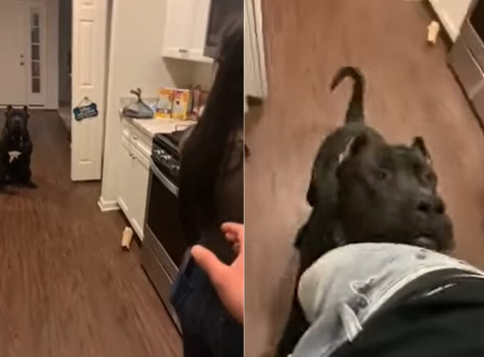 子犬はママさん専属のボディーガード！？パパさんが手を伸ばしたのをママさんの危機と感じたらしく・・