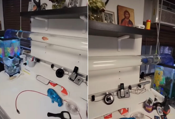 熱帯魚たちが右の水槽と左の水槽をスイスイと。自由に移動しながら泳ぎ回っています！！