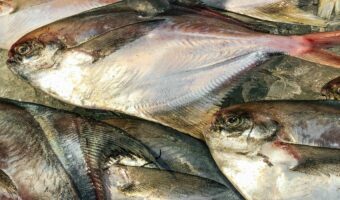 「マナガツオ」とはどんな魚?いつが旬?名前にカツオと入っているけどカツオの仲間ではない!?