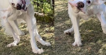 「いよいよゾンビも裸足で逃げ出すレベルになってきた」バイオハザードみたいな犬がさらに進化していたと話題に！