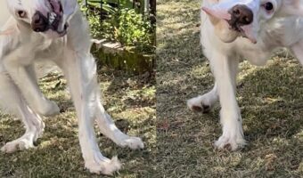 「いよいよゾンビも裸足で逃げ出すレベルになってきた」バイオハザードみたいな犬がさらに進化していたと話題に!